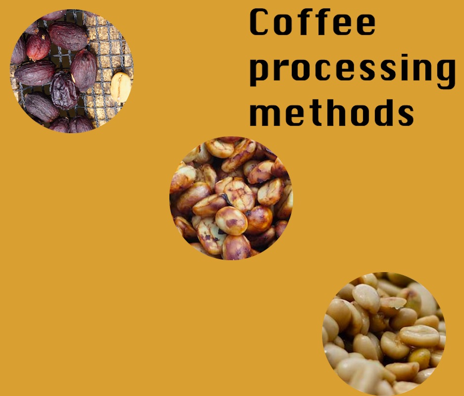 Coffee processing