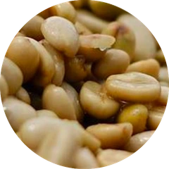 Washed processed beans