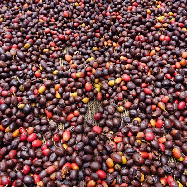 Bukidnon Typica Natural by BMMPC